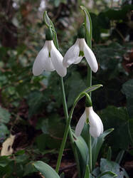 Galanthus_elwesii_AWP_20241220.thumb.JPG.88ebd9f77545c00066514b2268daa153.JPG