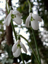 Galanthus_elwesii_AWP_20241220_.thumb.JPG.ec6d9493fea112b50f399769057c62c0.JPG