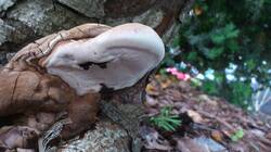 Ganoderma_applanatum_20241125.thumb.jpg.ef8abce263f631de95a71ec25a054f91.jpg