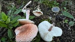 Lepiota-3.jpg