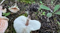 Lepiota-4.jpg