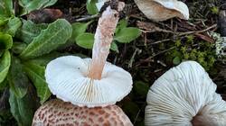 Lepiota-5.jpg