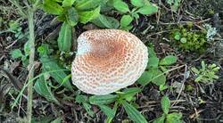 Lepiota.jpg