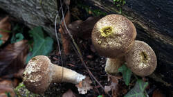 Lycoperdon_perlatum_AWP_20241210_.thumb.JPG.75f519d571e25f634a8da72fe5eeeb62.JPG