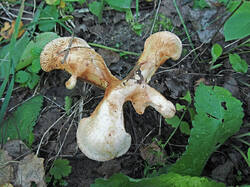 Paxillus_sp_1_SAE_20240812.thumb.jpg.e5efae1e0cf5e4bf9fac06a9958e3836.jpg