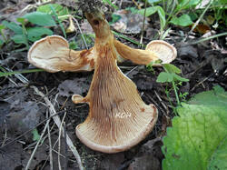 Paxillus_sp_2_probe_SAE_20240812.thumb.jpg.109a45f9c5b2b89a54648131dd5fe156.jpg