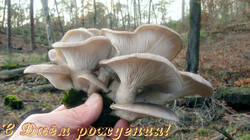 Pleurotus_ostreatus_AWP_20201230_.thumb.JPG.2a4c335505c5f46dce5a0893f9bf6e6b.JPG