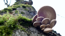 Pleurotus_ostreatus_AWP_20241217.thumb.JPG.7f9e3862f4446413df1a7534e998bed6.JPG