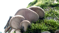 Pleurotus_ostreatus_AWP_20241217_1.thumb.JPG.9fa3024d5520051e961907125c6b20c6.JPG