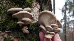 Pleurotus_ostreatus_AWP_20241217_2.thumb.JPG.e8e042a05ca6f959196c9bc8da74ba65.JPG