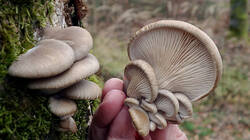 Pleurotus_ostreatus_AWP_20241217_3.thumb.JPG.3d30d9820371ab119c4d23921389a002.JPG