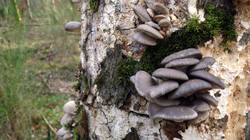 Pleurotus_ostreatus_AWP_20241220.thumb.JPG.0e3109b07fbc1a7c7cb004883959eafb.JPG