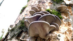 Pleurotus_ostreatus_AWP_20241220_1.thumb.JPG.abb6bb4ab3025e6d36a231f630c695ea.JPG