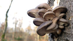 Pleurotus_ostreatus_AWP_20241220_2.thumb.JPG.ed6ad620bae812e3d4f6522399c1e62b.JPG