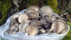 Pleurotus_ostreatus_AWP_20241220_3.thumb.JPG.5e7fc956b27975df7c8401c29d9ad820.JPG