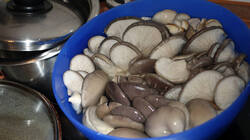 Pleurotus_ostreatus_AWP_20241220_4.thumb.JPG.0f792fb87517312f60341951d11fe3fa.JPG