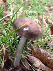 Pluteus_cervinus_AWP_20241210.thumb.JPG.7d0f4ceaed6f3ebb4c6a32ff5d944df7.JPG