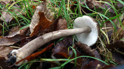 Pluteus_cervinus_AWP_20241210_.thumb.JPG.9a6c37549a5fd6f5a892288bada1111b.JPG