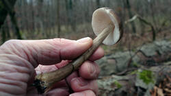 Pluteus_cervinus_AWP_20241210_F.thumb.JPG.d3ce8650b1d0b2f0baa35b8f31683373.JPG