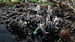 Xylaria_hypoxylon_AWP_20241220.thumb.JPG.07ee1087c745cbff3e3e2671d7b177e3.JPG