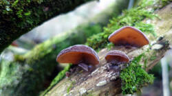 1283296979___(Auricularia_auricula-judae).thumb.JPG.899e963c947500428d6760783b92b2ad.JPG