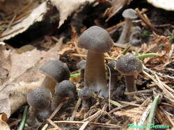 Entoloma_vernum_NND_20240413.JPG