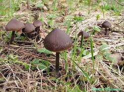 Entoloma_vernum_NND_20240416.JPG