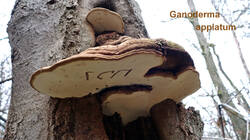 Ganoderma_applanatum_AWP_20250122_.thumb.JPG.e19827bdf5ae98026a73694f609c16eb.JPG