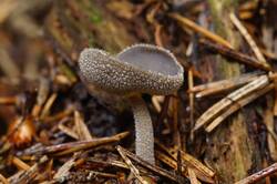 Helvella_fibrosa_PSA_20200727-01.jpg