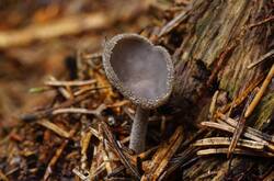 Helvella_fibrosa_PSA_20200727-02.jpg