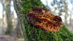 Phellinus_pomaceus_sp.thumb.JPG.1b127635ae5747f016fe5240392b6e96.JPG