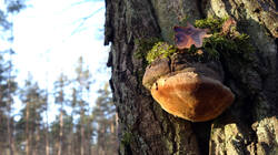 Phellinus_robustus_AWP.thumb.jpg.bf3dc18e4ff30c66cae40c3b2f142503.jpg