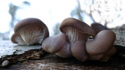 Pleurotus_ostreatus_AWP_20250106.thumb.JPG.df0e73d15fbd1640e8580265edc6d62a.JPG