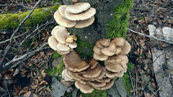 Pleurotus_ostreatus_AWP_20250124.thumb.JPG.427959581258c988d31a1cb695a6e828.JPG