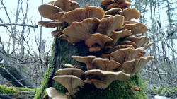 Pleurotus_ostreatus_AWP_20250124_1.thumb.JPG.76ef08feb657f3bec3fbfd6828db6d35.JPG