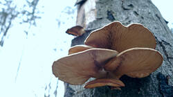 Pleurotus_ostreatus_AWP_20250124_2.thumb.JPG.841747279dd691b6fc56d11f9935719c.JPG