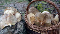 Pleurotus_ostreatus_AWP_20250124_4.thumb.JPG.3d358143478d7c63ea7599d1f1251936.JPG