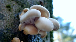 Pleurotus_pulmonarius_AWP_20250106.thumb.JPG.680d3dbe673b146fc8b0cded8094e6f6.JPG