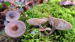 Pseudoclitocybe_cyathiformis_AWP_20250110.thumb.JPG.2ecfb0ec0ce992b56f9c9354f9d13017.JPG