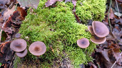 Pseudoclitocybe_cyathiformis_AWP_20250110_1.thumb.JPG.f98fa720be3b93fc399507a5dcf4d4a1.JPG