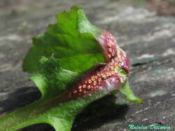 Puccinia_lapsana_NND_20240421-2.thumb.JPG.9955787ecb1aeddf01dcc8834f307dcb.JPG