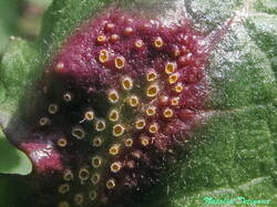 Puccinia_lapsana_NND_20240421-4.thumb.JPG.02273c6fb1a24c2f25fcc346b8dd80d4.JPG