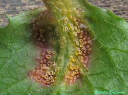 Puccinia_lapsana_NND_20240421-5.thumb.JPG.debd35f9379675aabfc895644aea77d1.JPG