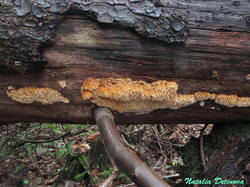 Pycnoporellus_alboluteus_NND_20221112-1.thumb.JPG.29f57dab4519cbff45185f25b8b9bd3f.JPG