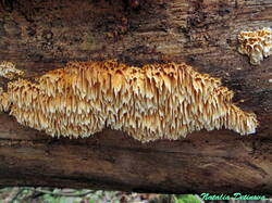 Pycnoporellus_alboluteus_NND_20221112-2.thumb.JPG.b2b5b070abbc9980e3e31b03c9f04656.JPG