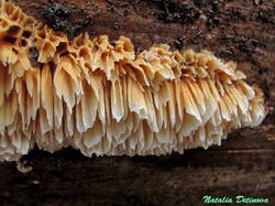 Pycnoporellus_alboluteus_NND_20221112-4.thumb.JPG.9f84dea467f1ae3a923d00831fb0a6b1.JPG