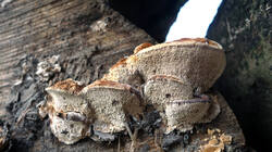 Trametes_trogii_AWP_20250126_.thumb.JPG.1e24c5229ce567be2c092ce0e0983230.JPG