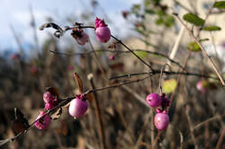 1249294488_Symphoricarpos_orbiculatus__.thumb.JPG.86997071f5c1d5ebf1fa04d79f2ad39d.JPG