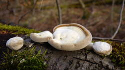 180932780_Trametes_hirsuta__20250207.thumb.JPG.2ddefe29646ba729b0e5834b346a2ea5.JPG