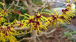 411268155___Hamamelis_mollis.thumb.JPG.82231084cc07b470338bc5978aaab7ea.JPG